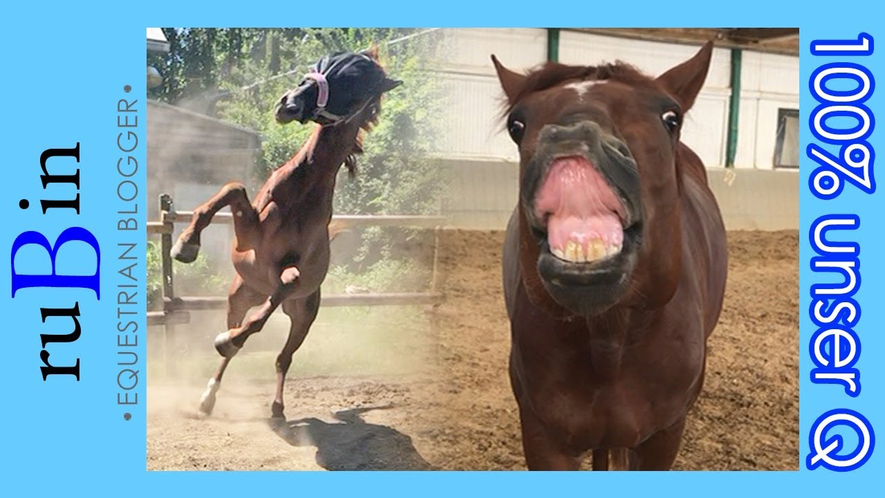 100% Q | 6 Monate mit einem Jungpferd | Outtakes!