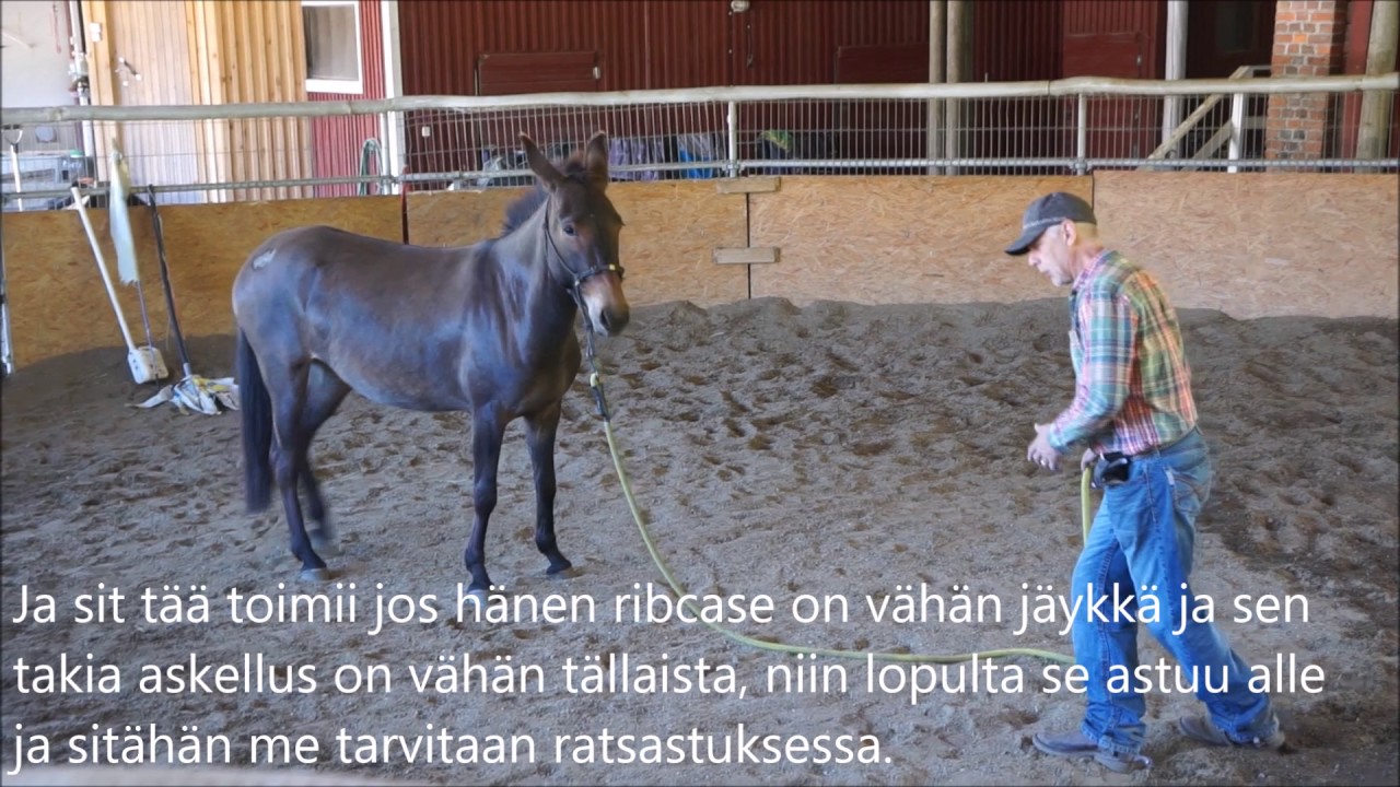 Kari Vepsä ja Muuli 28.6.2017 osa 5, peruutus ja seuraaminen