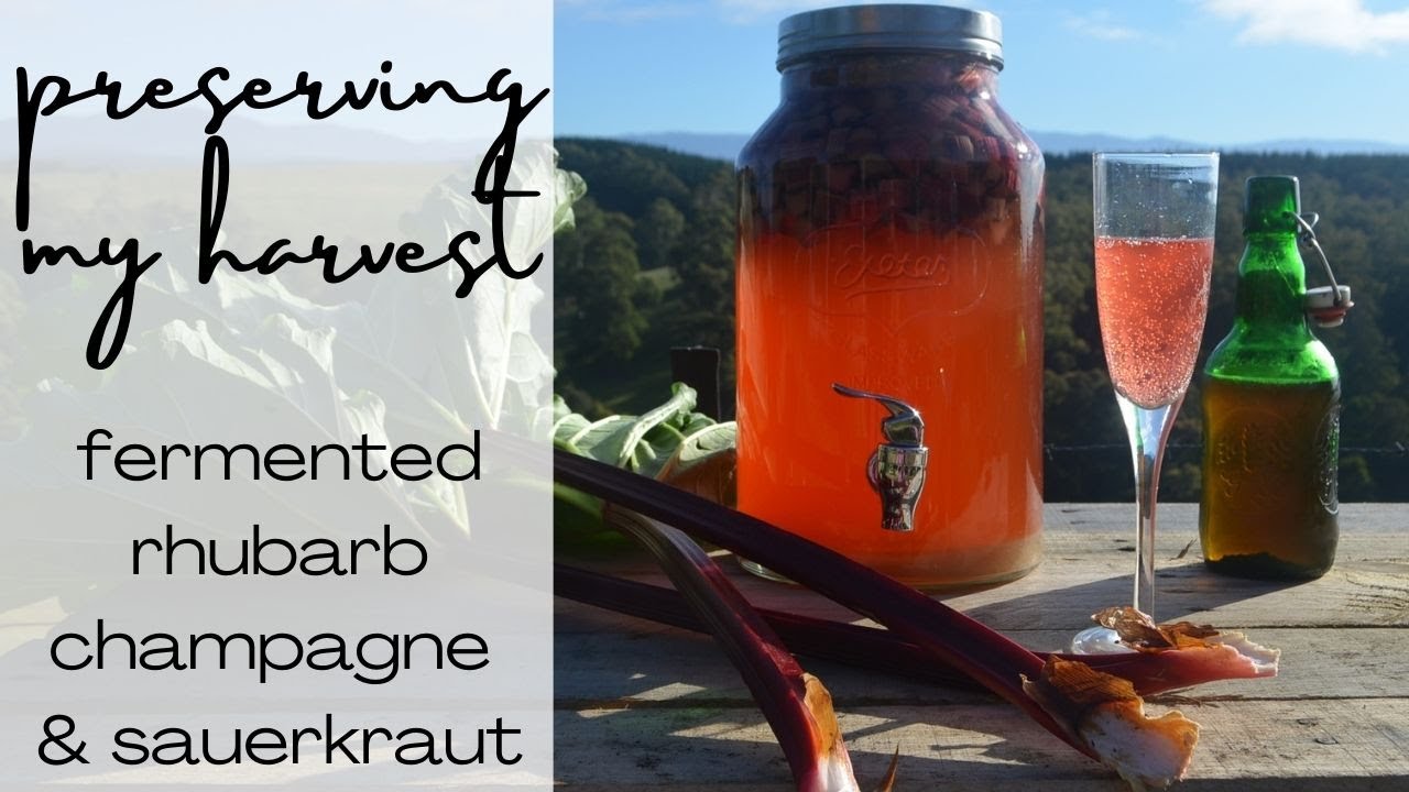 Preserving My Harvest (Fermented Rhubarb Champagne & Sauerkraut) #fermenting #permaculture #ferments