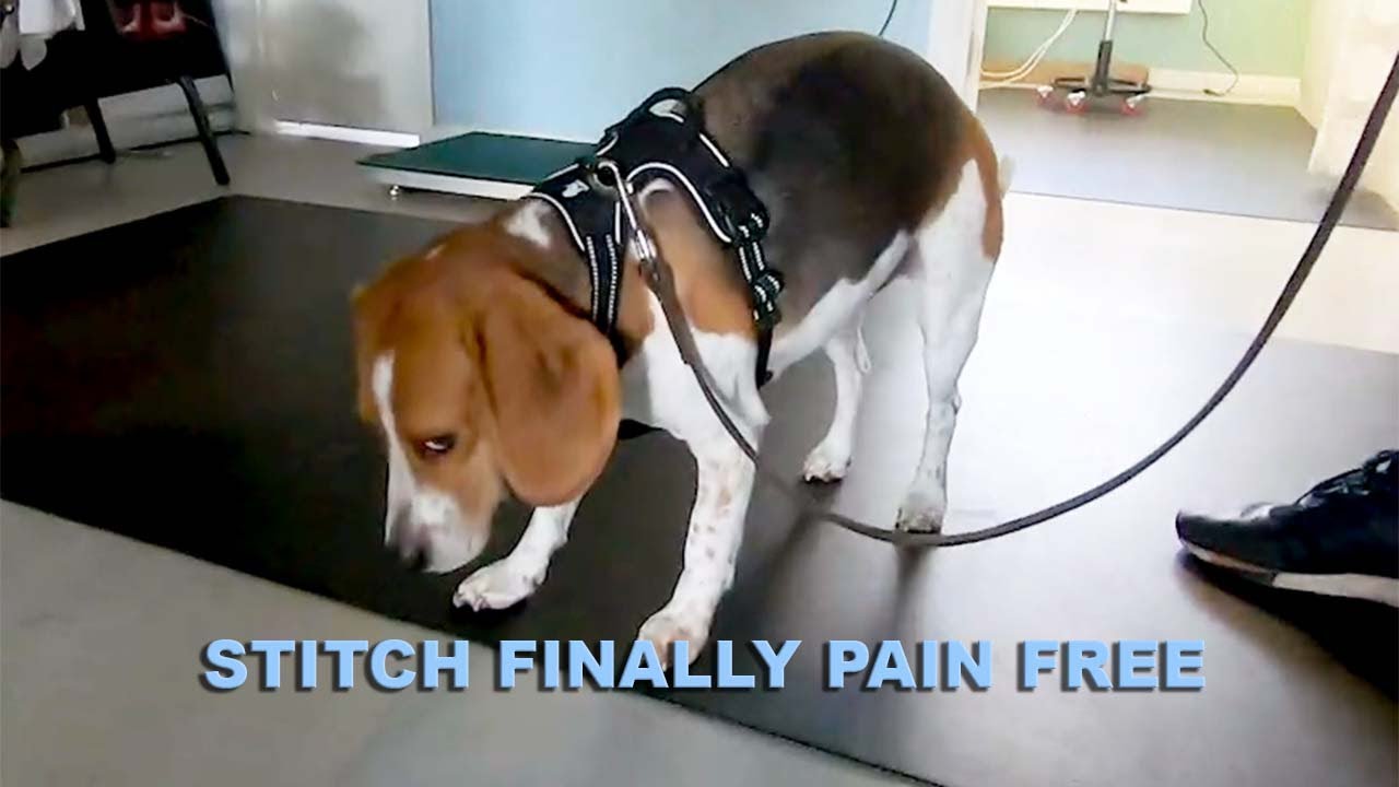 Dog: Incapacitating Neck Pain, Resolved Fullly