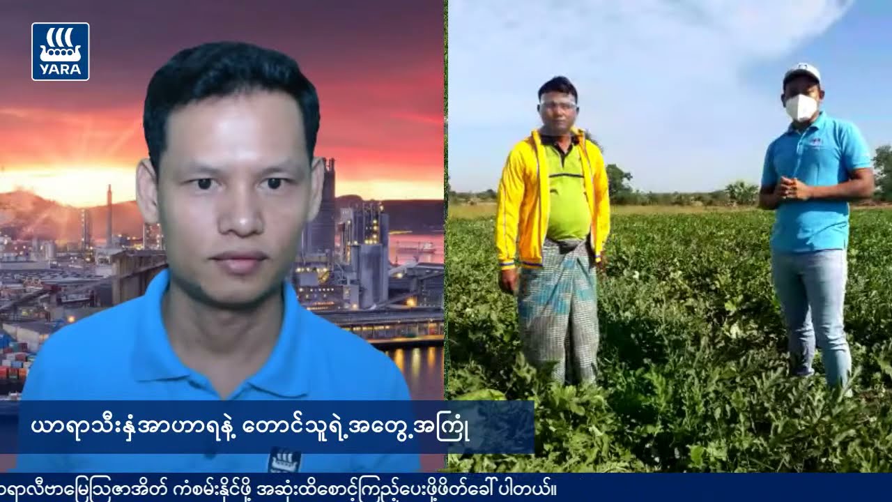 ယာရာသီးနှံအာဟာရနဲ့ ဖရဲစိုက်ပျိုးခြင်းအတွေ့အကြုံ