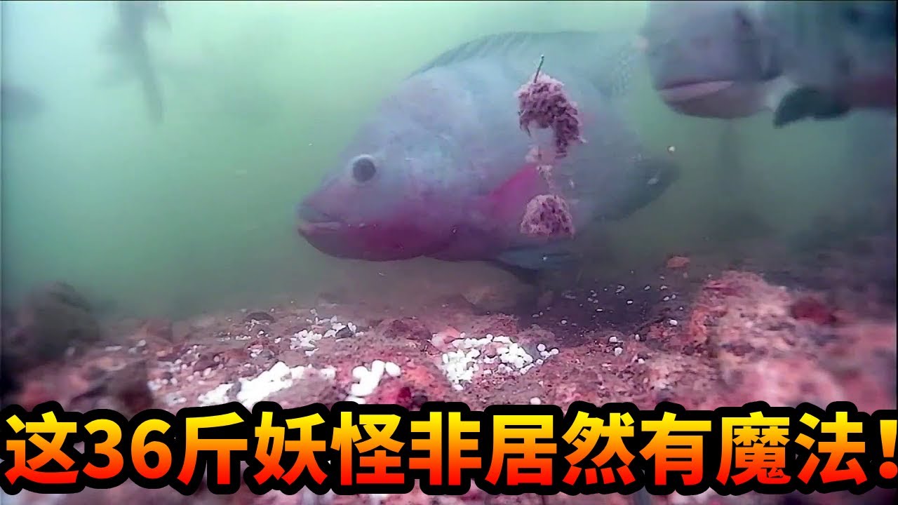 钓鱼佬私密钓点，百米矿坑钓大罗非，中鱼瞬间爆发力太强，伽马速斗差点拉爆…… #游钓黑坑 #水库钓罗非 #户外钓鱼