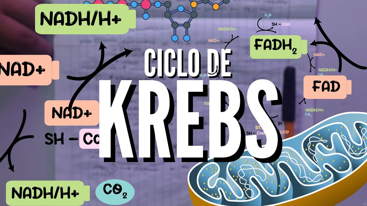 CICLO DE KREBS || Aprendelo MUY FACIL | Fisiologia de Ciclo de Krebs