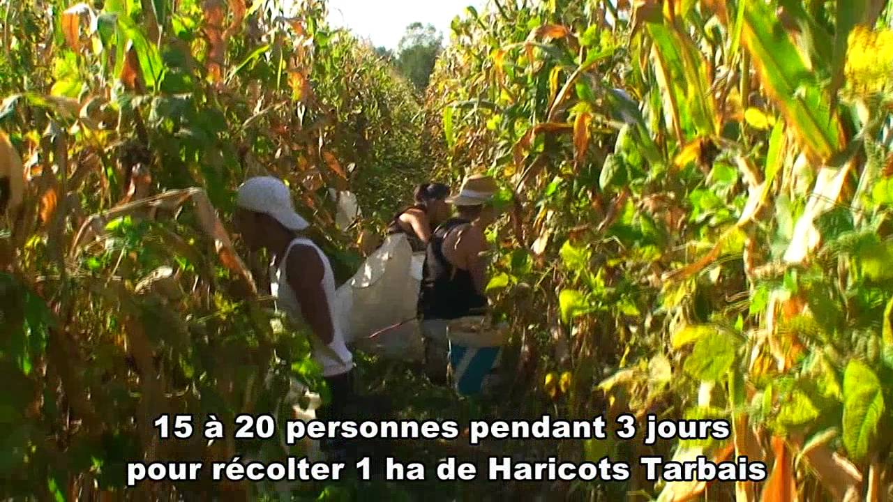 Haricot Tarbais : récolte dans le respect de la tradition