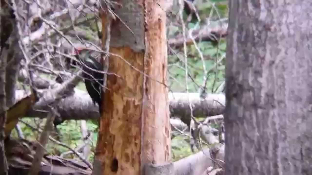 We visit Mr Woodpecker at the cabin