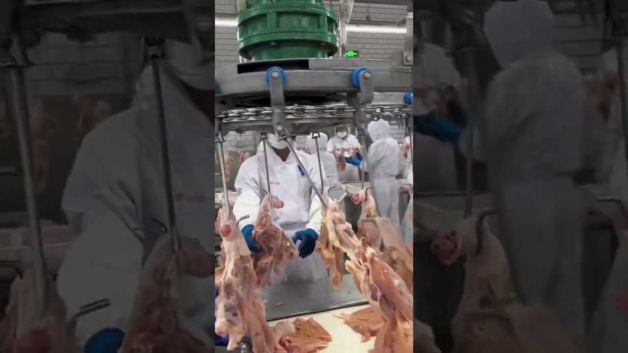 Curious About the Meat Processing Journey?Watch This |CANADA|TODAY|LIVE|UPDATE|EPISODE| #job #canada