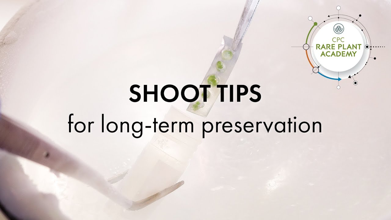 Shoot Tips for Long-term Preservation