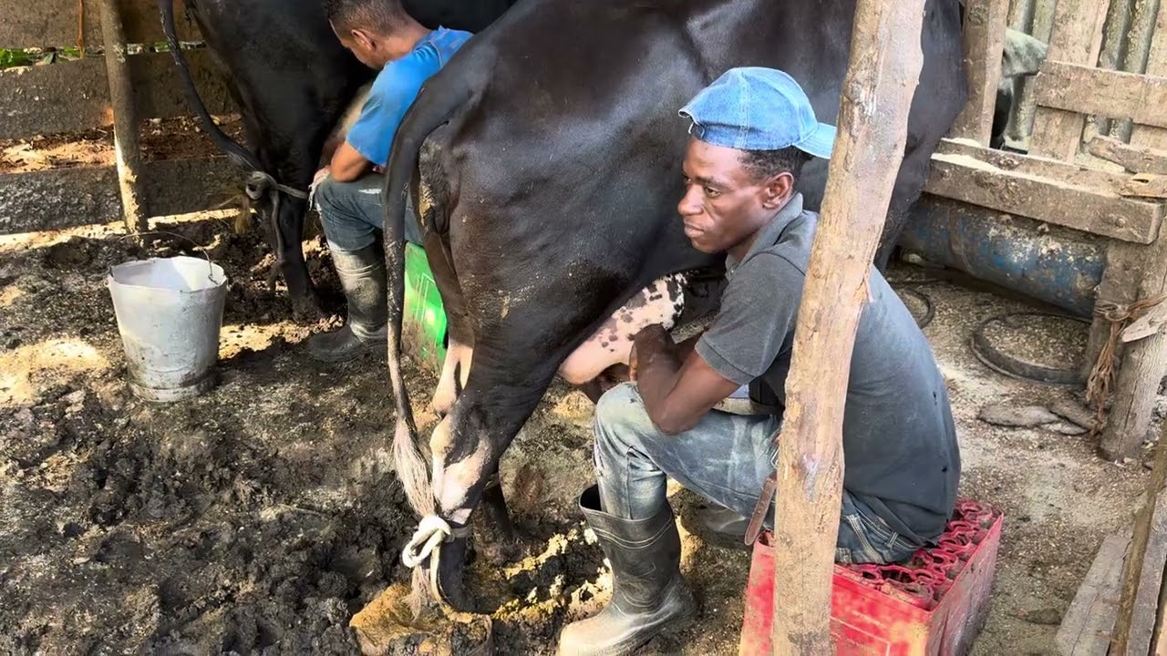 La vaca lechera