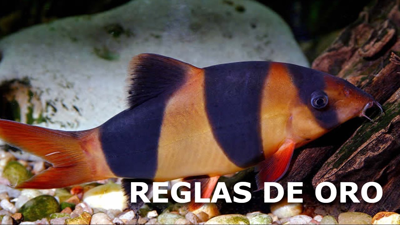 Reglas de oro para cuidar lochas payaso