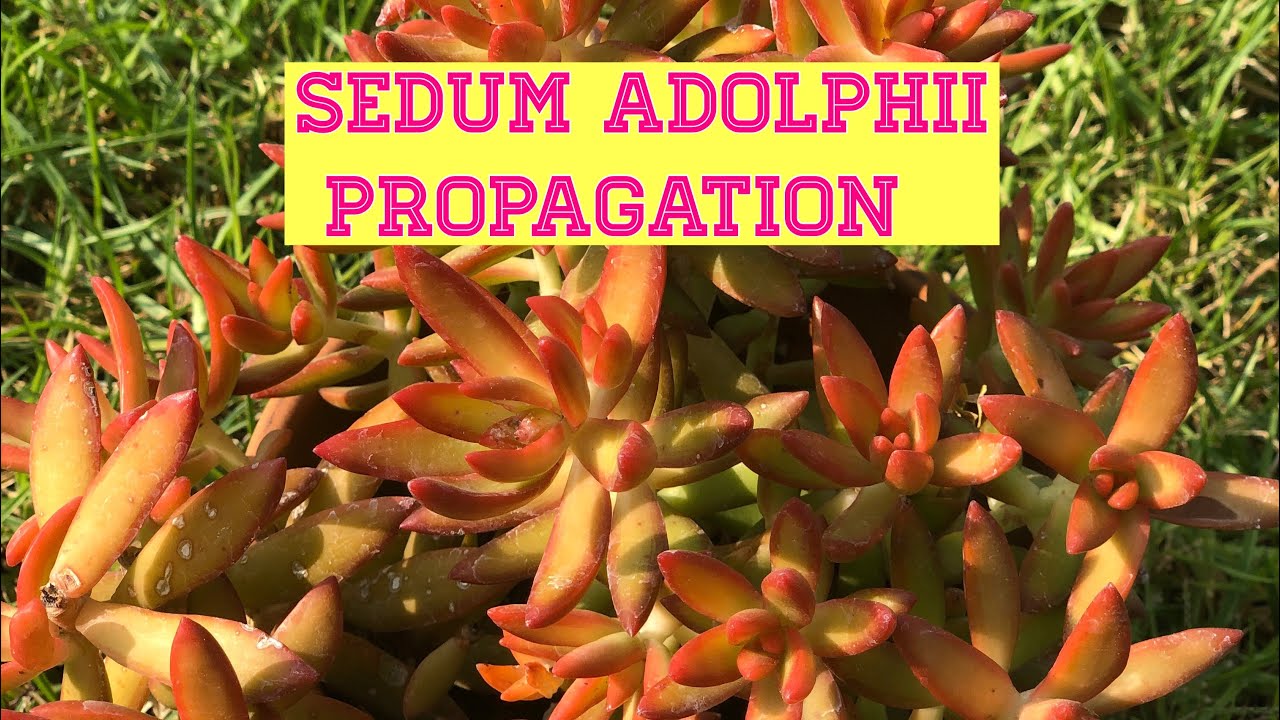 How to Propagate Sedum Adolphii Stem Cuttings | Succulent Propagation