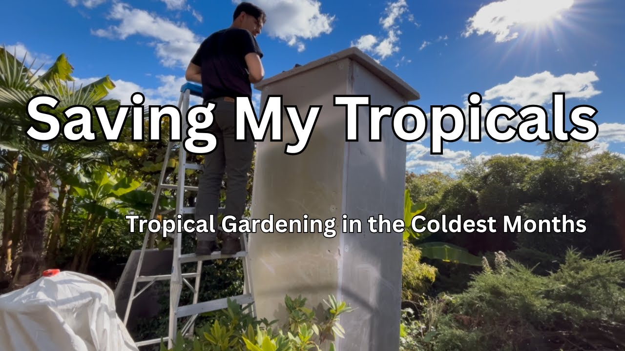Preparing My Tropicals For Winter. Plumeria Dormancy, Palm Protection, and Musa Basjoo Cutdown!