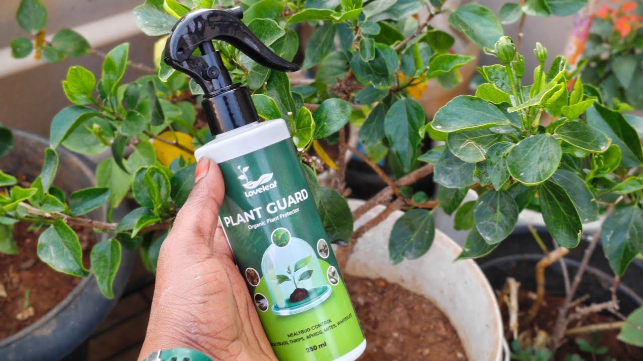  Pest control magic liquid plant guard పేస్ట్ కి రామబాణం ఇది ఒక్కటి ఇస్తే చాలు 