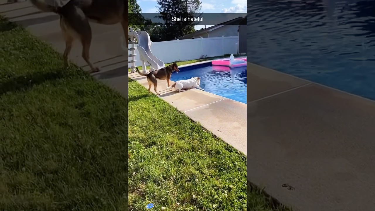 Dogs and swimming pools.