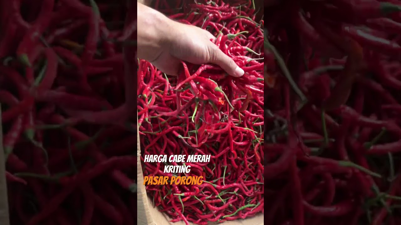 Harga cabe merah kriting hari ini