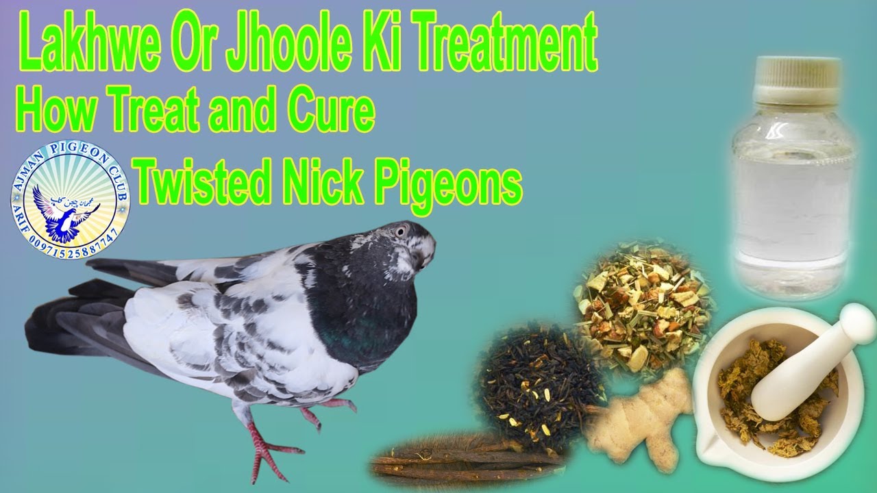 Lakwe aur Jhoole Ka ilaj|Pigeon Nick Twisting Treatmen|How to cure Informative Video|Best Result