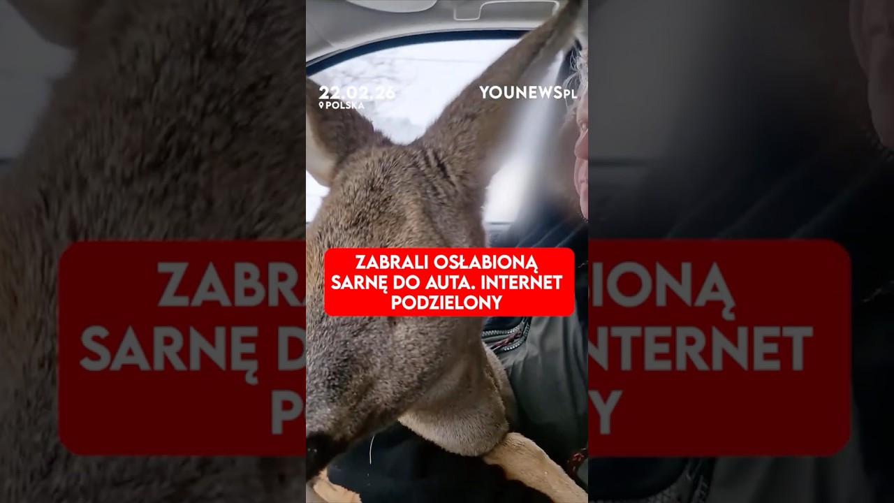Zabrali osłabioną sarnę do auta. Internet podzielony (22.02)