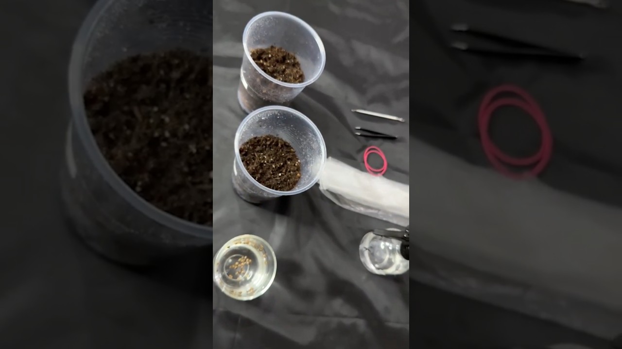 Home Earth Cannabis Germination Requirements #seeds #marihuanamedicinal #cannabis