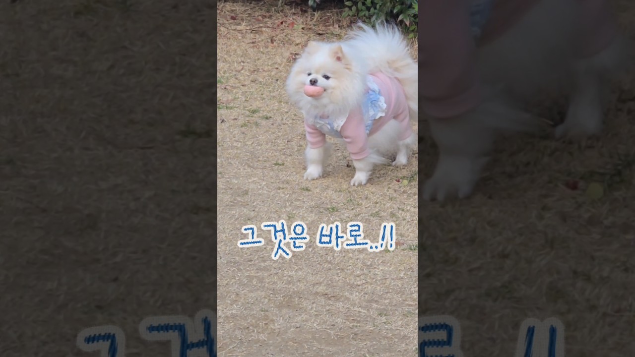 문 안 열어주니, 강아지가 선택한 방법🤣 #강아지 #강아지일상 #funnydog #귀여운강아지