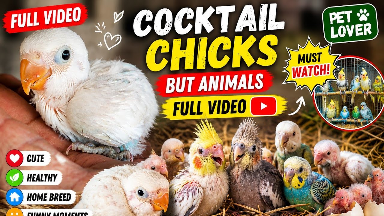 कॉकटेल ब्रिड्स&कॉकटेल चीक्स #parrot #subscribe #chikken #shortvideo #trending #animals #comedy #cute