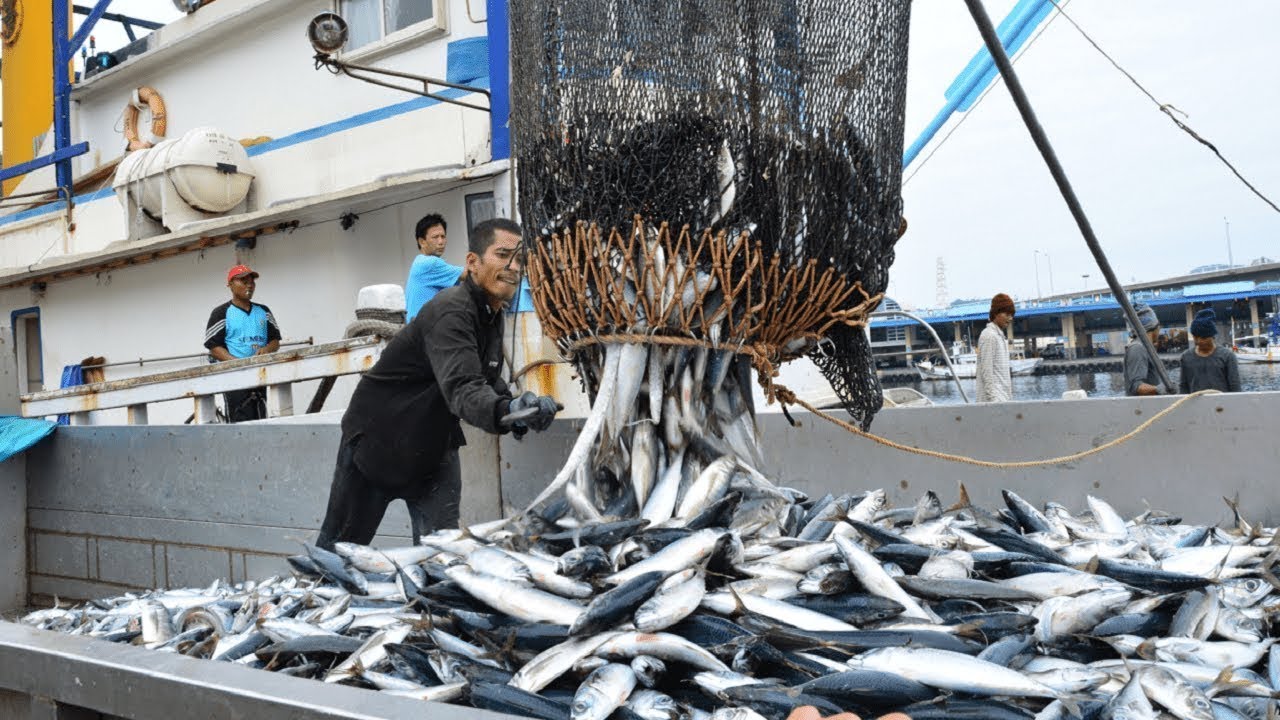 Fishing Ship: The Story of the World’s Biggest Fishing Ship that Caused Controversy