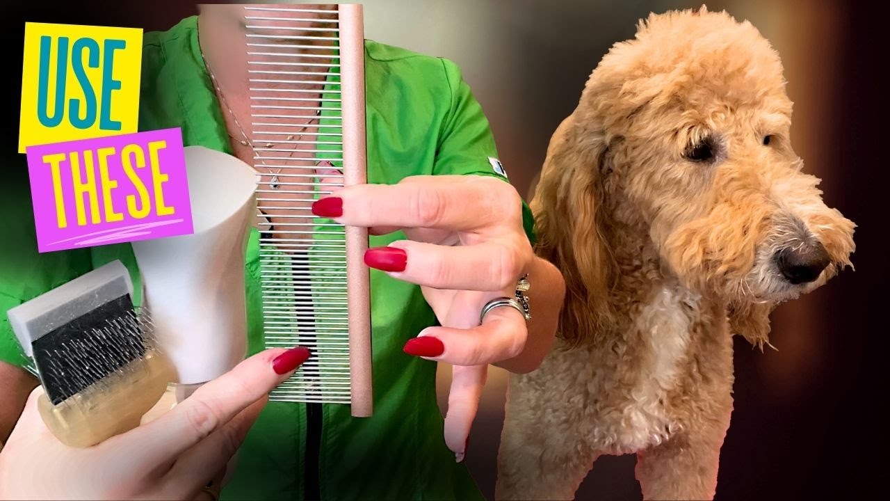 When to BRUSH your Dog and How to Do It Correctly