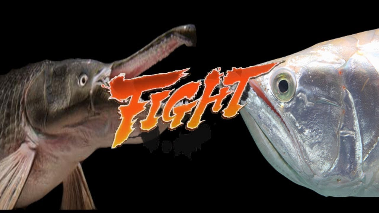Arowana vs Pejelagarto