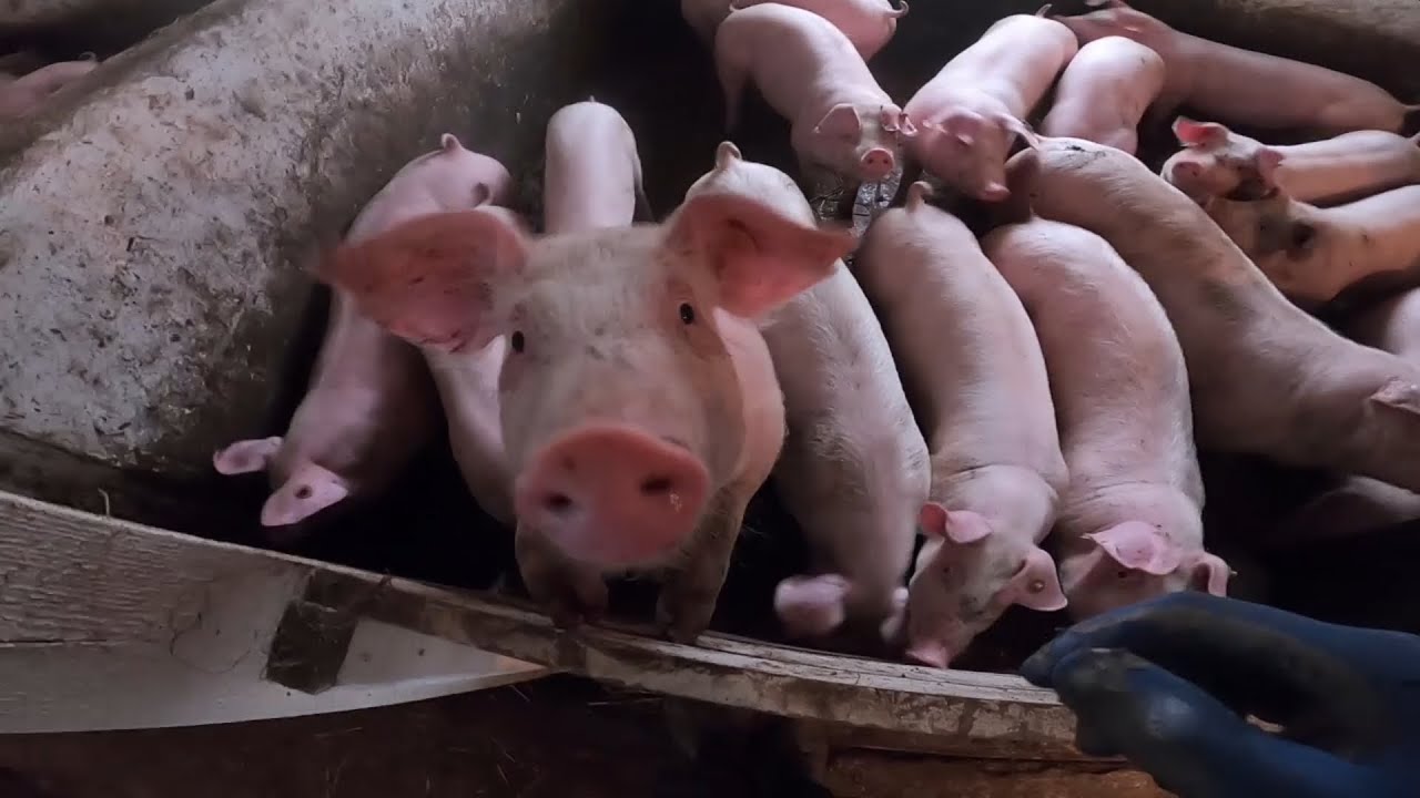 Manewry ze świniami :D