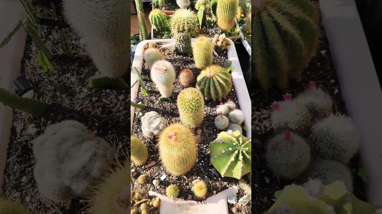 CACTOS LINDOS #cactoseplantassuculentas #cactos #suculentas