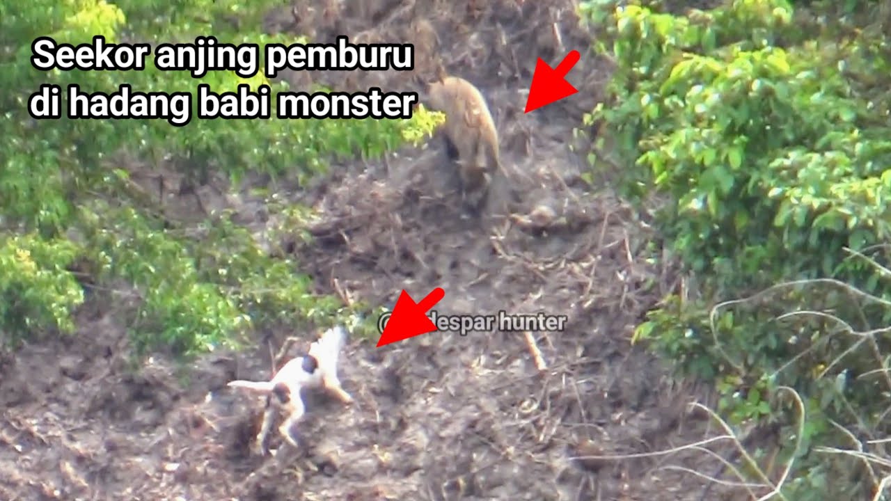 Amazing ‼️ Seekor anjing pemburu nekat hadang babi hutan monster/berburu babi 