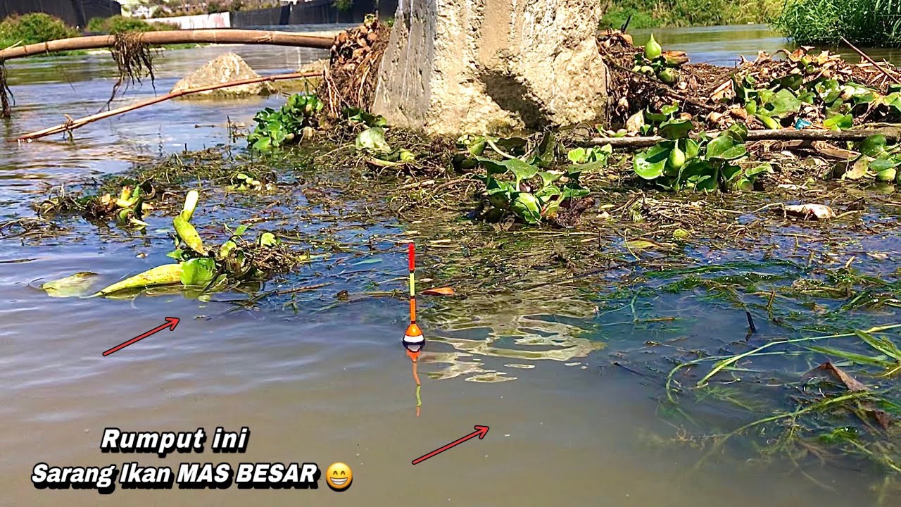 BERUNTUNG..!mancing ikan nila liar di sungai dapat ikan mas besar