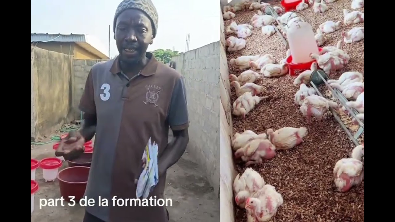 Formation poulet  toulé maladi 