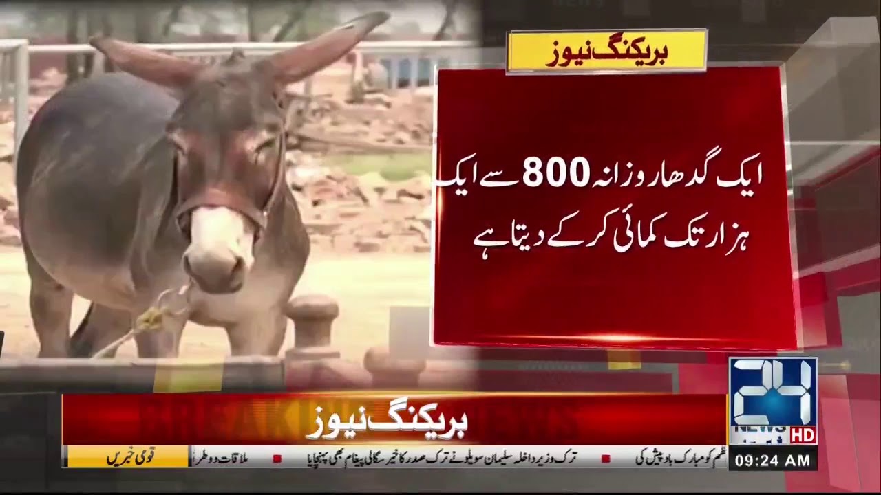 Top Donkey Countries, Pakistan Gets High Position | 24 News HD