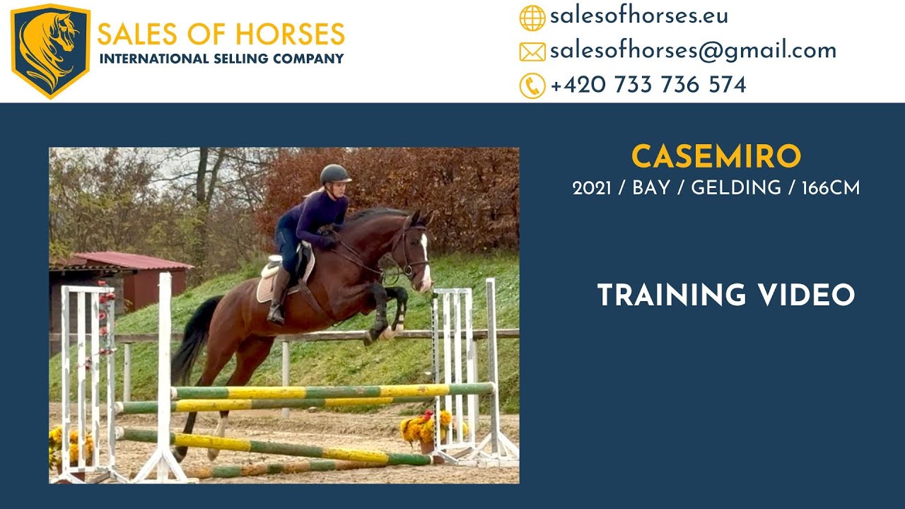 **SWEET BABY HUNTER/JUMPER** 5 yo gelding by Canon