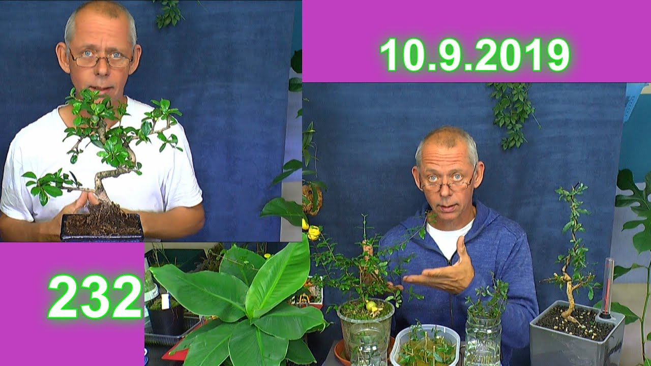 Indoor Bonsai Fukientee bekommt Bl&uuml;ten / Punica granatum Nana zum Bonsai schneiden und vermehren