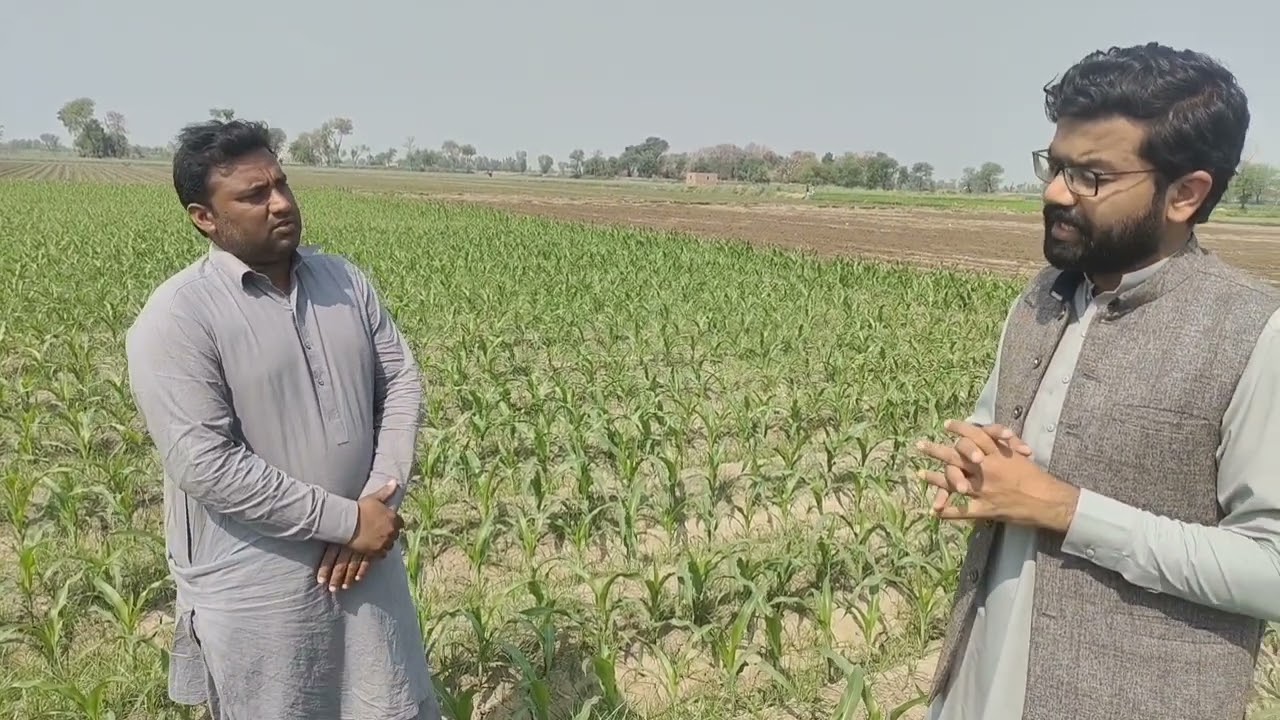 بہاریہ مکئی کی 120 من پیداوار | Production technology Maize | corn |Farming