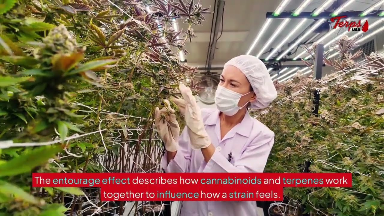Does Terpene Spray Make Flower Stronger - Terps USA&reg;