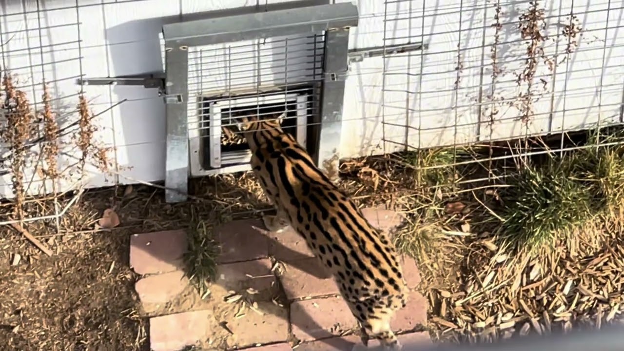 A Visit to The Wild Animal Sanctuary part 2 (featuring Adam’s Toyland) 