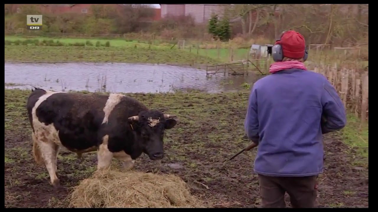 Landmand skyder Mogens! meme