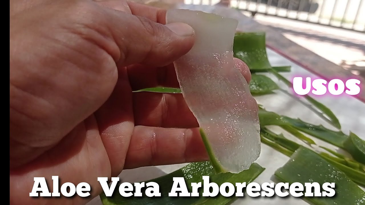Aloe Vera Arborescens