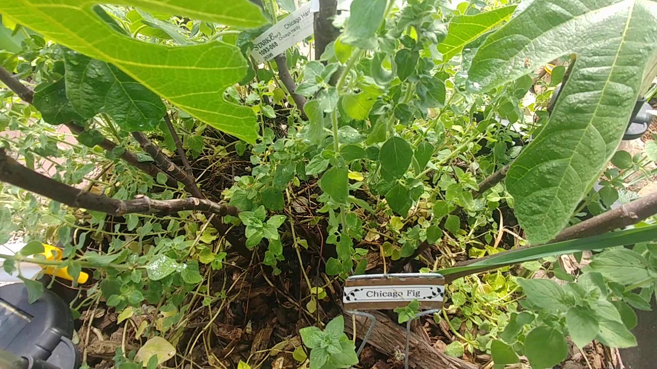 Geodesic Greenhouse April 2020 garden tour (new cannabis crops)
