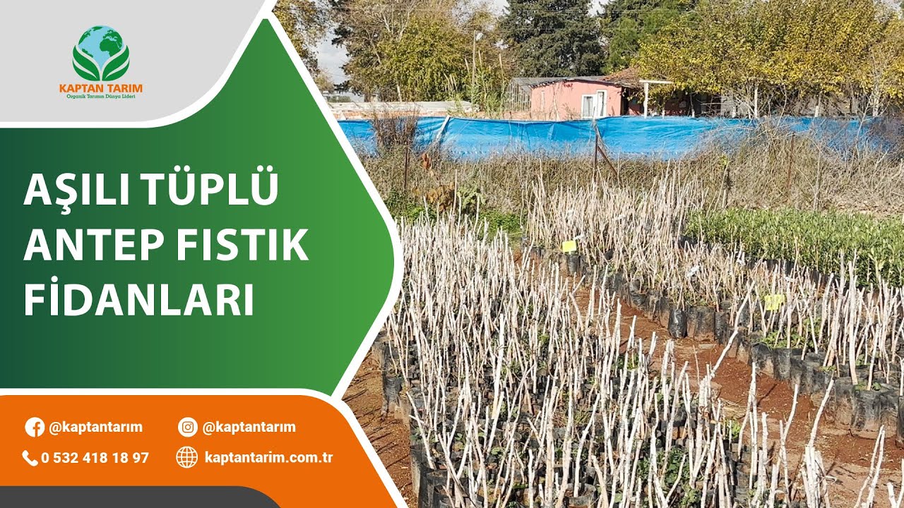 Aşılı ve Tüplü Antep Fıstık Fidanları