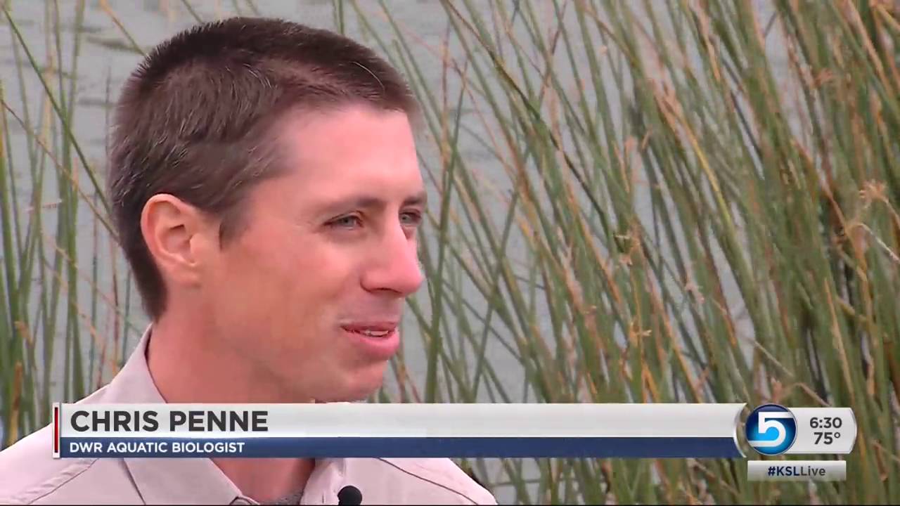 Walleye illegal stocked in Echo Reservoir a problem for ecosystem
