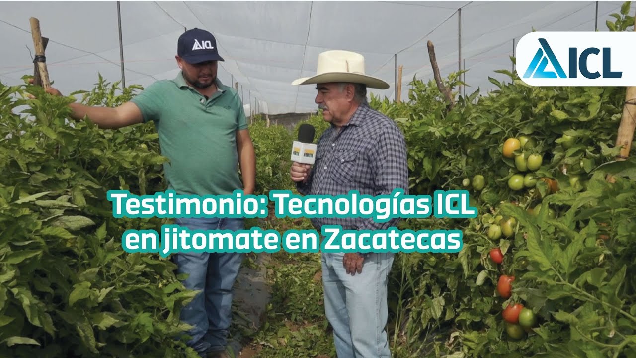 Testimonio Tecnologías ICL en jitomate en Zacatecas