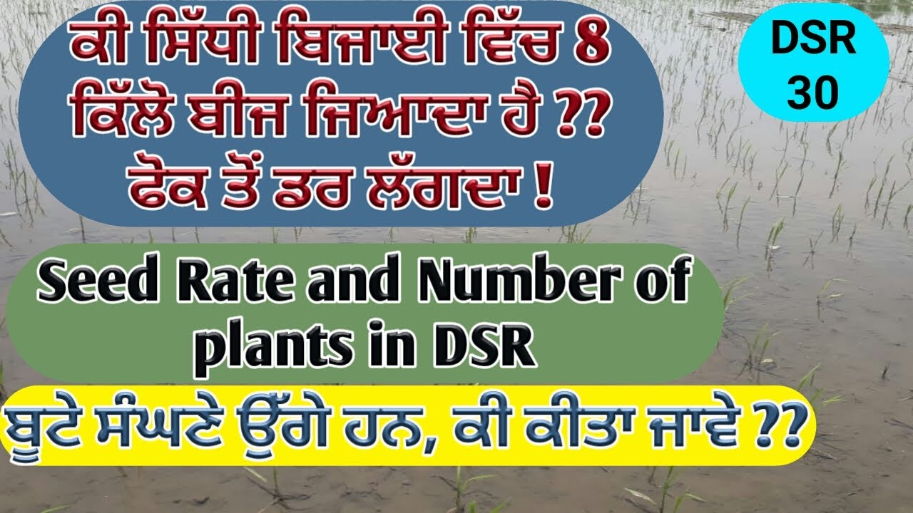 SEED RATE FOR DIRECT SEEDED RICE (ਅੱਠ ਕਿਲੋ ਬੀਜ ਸਹੀ ਹੈ ਜਾਂ ਘੱਟ ਕਰਨਾ ਚਾਹੀਦਾ ਹੈ) SHERGILL MARKHAI