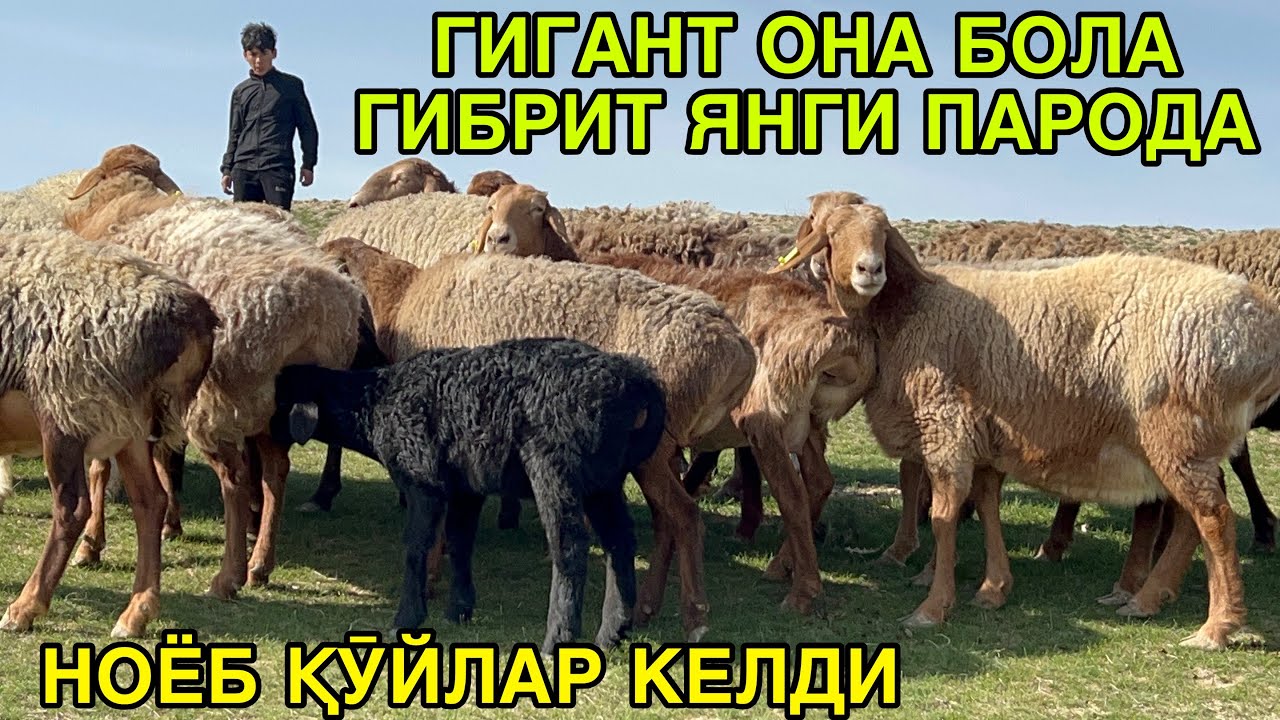 НОЁБ ҚӮЙЛАР СОТИЛАДИ. ☎️+998990489595