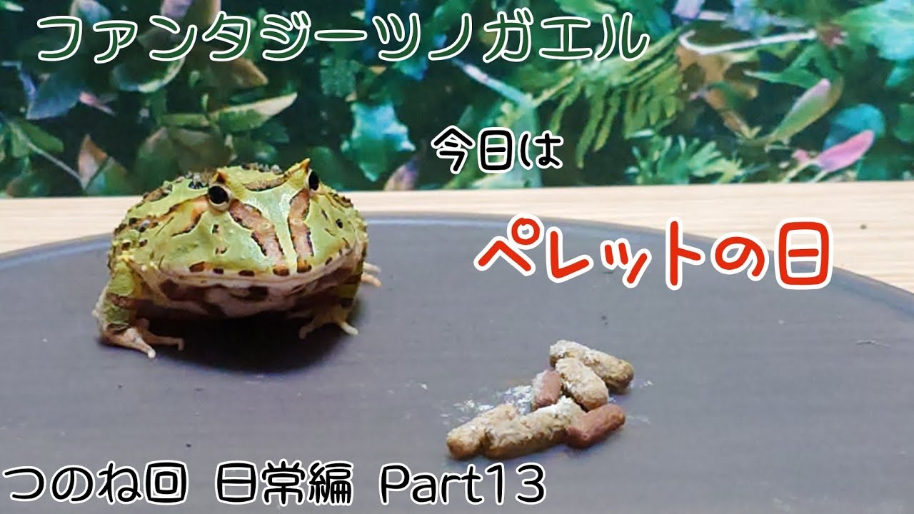 ファンタジーツノガエルのつのね　ペレットの日　日常編　Part13