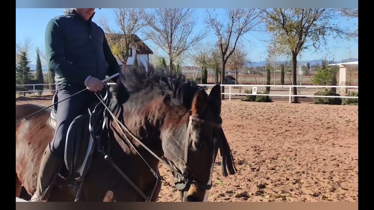 Caballo en venta - Potro CDE de los Especiales. - equirodi.es