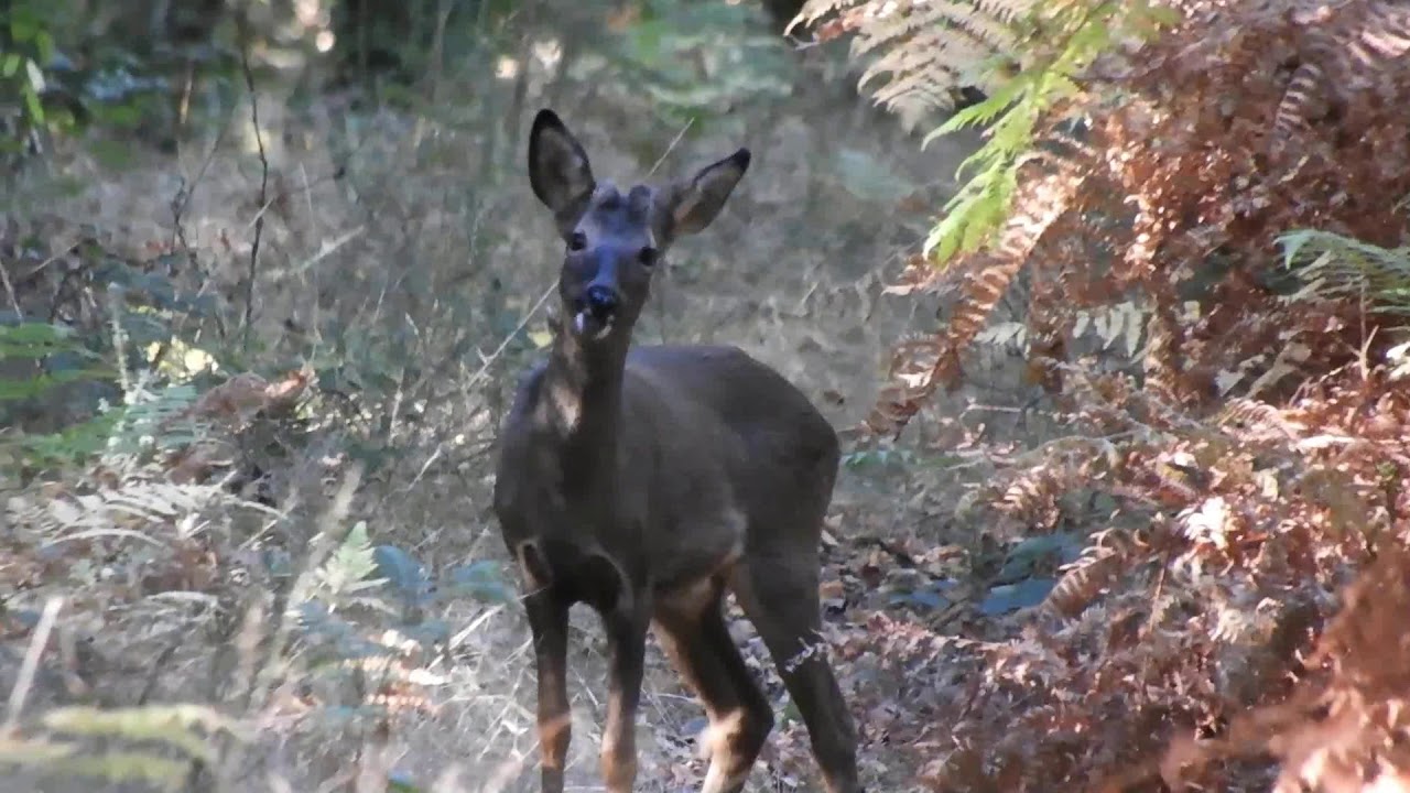 Pareja de corzos en la Sierra del Candán. Galicia.