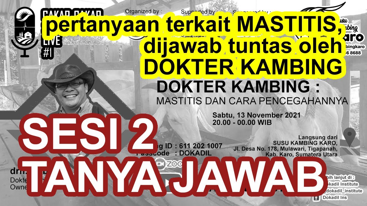 MENGOBATI MASTITIS | DOKTER KAMBING, drh. Bobby #mencegah #mengobati #kambing #mastitis