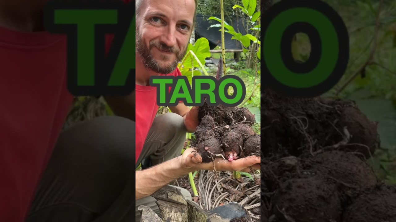 TARO Root HARVESTING and Cooking - Tropical Food Forest Homestead